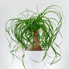 Horses i'm not even touching on here because hopefully, you don't live with a horse in. Ponytail Palm Tree Care How To Grow Maintain Ponytail Palm Tree Indoors Apartment Therapy