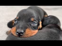 Hand off music and podcasts between homepod mini and iphone. Mini Dachshund Puppy Compilation Coco 1 Year Old Youtube