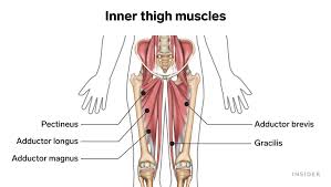 The loss of muscle mass begins in one's 30s and accelerates after age 60. The Ultimate Inner Thigh Workout 5 Of The Best Inner Thigh Exercises