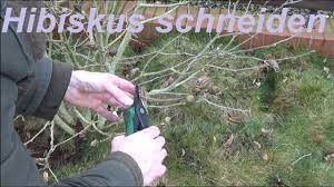 Der hibiskus ist eine sehr beliebte pflanze, die sowohl in einem pflanztopf als auch im garten damit der hibiskus seine volle blütenpracht entfalten kann, ist ein regelmäßiges schneiden notwendig. Hibiskus Schneiden Gartenhibiskus Zuruckschneiden Wann Und Wie Youtube