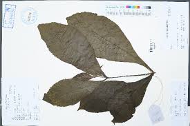 Image result for Rotheca luembensis