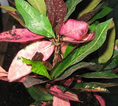 Image result for Codiaeum