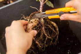 Dahlias are native to central america and mexico, which is a country with a diverse climate. How To Dig And Divide Dahlias