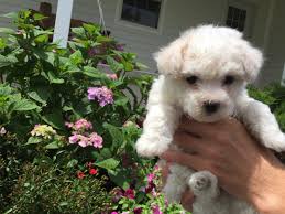 New white bichon frise puppies 1 mini figures figurines dangle earrings. Sophie Female Akc Bichon Frise Puppy For Sale In Edon Ohio Bichonfrise Collie Puppies For Sale Bichon Frise Puppy Puppies