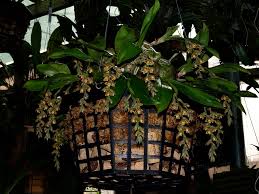 Image result for Polystachya bicarinata