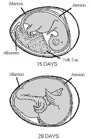 Stages In Chick Embryo Development Mississippi State