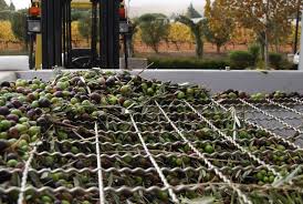 Olive Growers The Olive Press Sonoma Ca Olive Press Growers Olive