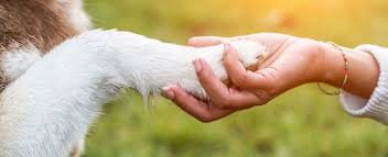 Maybe you would like to learn more about one of these? Pet Loss Grief Support Okanagan Pet Cremation