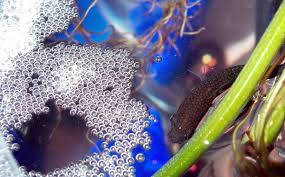 Betta fish (betta splendens) are tropical fish in nature. The Complete Betta Fish Care Guide For Beginners Pethelpful By Fellow Animal Lovers And Experts