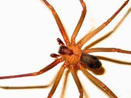 Araña violinista o del rincón tambien llamada reclusa parda: Como Identificar Una Arana Violinista Actitudfem