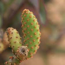 Cactus needles in the skin are hard to remove, particularly if they are extremely fine. Remove Cactus Thorns With Ease Instructables