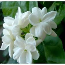 When people speak of propagating plants, they usually mean taking cuttings — using pieces of stems, roots, and leaves to start new plants. Fragrant Indian Jasmine Sambac Flower Plant Cuttings Shopee Malaysia