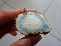 Manfaat temu ireng untuk ayam aduan posted: 10 Manfaat Temu Ireng Untuk Kesehatan Manfaat Co Id