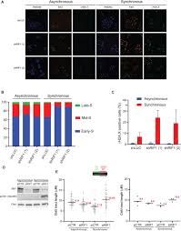 In both humans and cows, this sequence is part of a set of instructions for controlling a bodily function. The Isolation Of Proteins On Nascent Dna Ipond Reveals A Role For Rif1 In The Organization Of Replication Factories Biorxiv