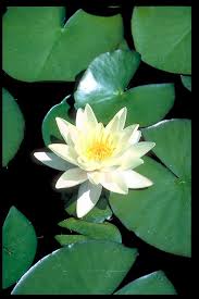 Image result for Nymphaea