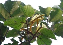 Image result for Pterospermum acerifolium