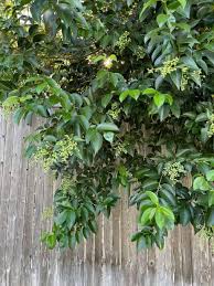 Image result for Ligustrum
