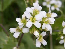 Image result for Arabis alpina