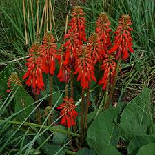 Image result for Erythrina zeyheri