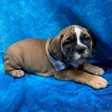 They were bred to be a healthier and lower maintenance version of the lovable. Victorian Bulldog Puppies Petland Pensacola