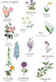 First cultivated in china in the 15th century bc, the chrysanthemum has a long and fascinating history. Image Result For July Birth Flower Birth Flower Tattoos Birth Flowers Month Flowers