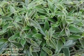 Image result for Cyanotis longifolia