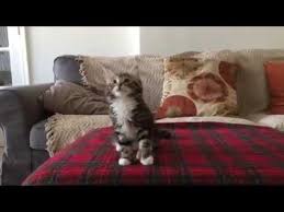 Vidipu Komik Hayvan Videolari Kedi Komik Hayvan