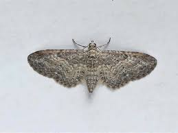 Image result for Eupithecia subumbrata