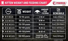 Kitten Feeding Guide How Much Should You Feed Your Kitten Newborn Kittens Kitten Care Bottle Feeding Newborn