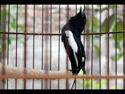 Kacer Gacor Full Isian Cocok Untuk Mancing Burung Kacer Macet Bunyi Youtube Burung Cocok