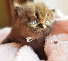 Persan Chocolat Tabby Marbre Cats Animals