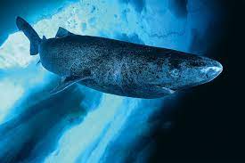 Squalea ordnung … deutsch wikipedia. Gronlandhai Der Grosse Unbekannte Geolino