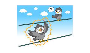電線にとまっている鳥は、なぜ感電しないの？ | 空の動物 | 科学なぜなぜ110番 | 科学 | 学研キッズネット