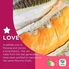 Kebanyakan durian ini sudah di klon dan terdapat lebih dari 100 jenis klon durian yang telah didaftarkan dengan jabatan. Pin Di Durian