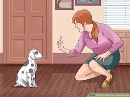 How To Care For A Dalmatian With Pictures Wikihow