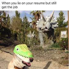 When You Lie On Your Resume But Still Get The Job Funny Animals Funny Animal Pictures Dog Memes