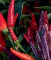 Make sure that your ornamental pepper plants don't stay too wet or they may rot in constantly moist soil. How To Grow Ornamental Peppers Garden Design