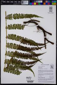 Image result for Amauropelta bergiana