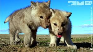 Image result for wolf cub