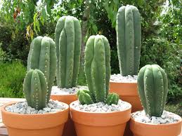 The cactus need good humidity to germinate and develop the first days, but they are still cactus and soon after one or two weeks the seedlings can be completely uncovered and start sprinkling (with a more from: Echinopsis Pachanoi San Pedro Cactus World Of Succulents