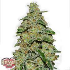 Lemon Cheesecake Heavyweight Seeds Cannabis Strain Info