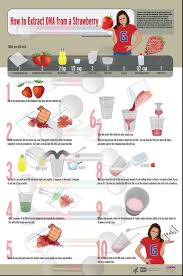 Dna Extraction From Strawberries Dna Activities Cool Science Experiments Biology Experiments