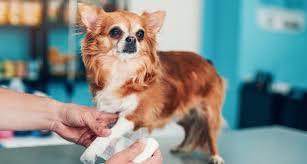 Have they started hesitating before limping is often very easy to spot but stiffness and slowing down can be a bit more challenging. Why Is My Dog Limping