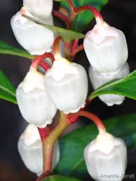 Image result for Galenia procumbens