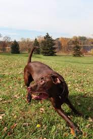 Aggressive And Reactive Behaviour In Labradors