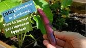 Using tongs or a spatula, turn them often and cook for only 1 to 2 minutes or until they. Ichiban Type Japanese Eggplant Black Beauty Type Eggplant Plant Profile Youtube