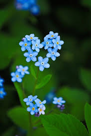 Ecco 3 fiori primaverili di montagna che annunciano la primavera! 370 Idee Su Fiori Spontanei Fiori Bellissimi Fiori Piante