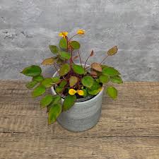 Image result for Begonia vankerckhovenii