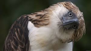 Birds Of Prey Images Bird Of Prey Hd Wallpaper Desktop Background Free Wallpapers Philippine Eagle Pet Birds Animals