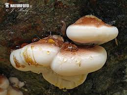 Image result for Ischnoderma resinosum